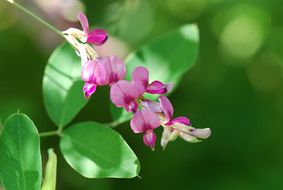 農園のそばに咲いていた萩の花です。