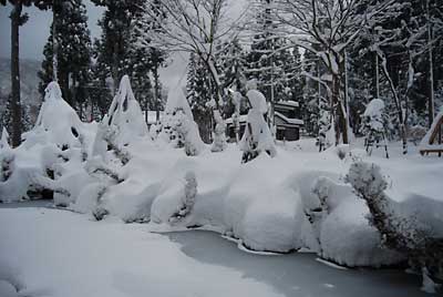 庭木も雪囲いが終わって、雪が降っても大丈夫です。