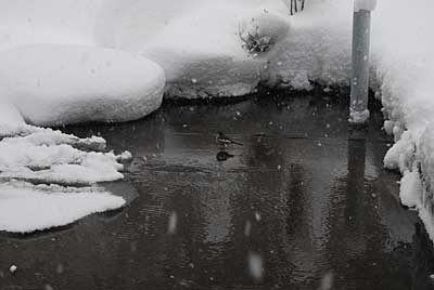 こんな吹雪の中、かわいいお客さんが来てくれました。