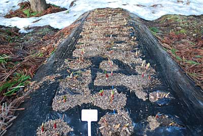 雪が早く消えた畑の行者ニンニクの芽が動き始めていました。