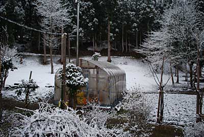 昨夜からの雪で、うっすら白くなりました。