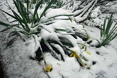 水仙も雪の重みでつぶれてしまいました。