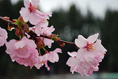 雨に濡れた紅山桜がきれいです。