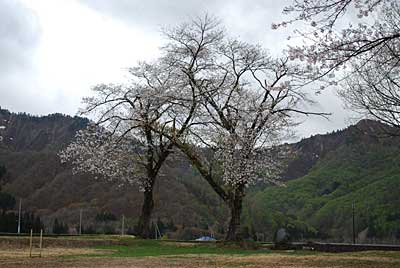 今年は、振興センター（地区公民館）の桜が 結構咲いてくれました。