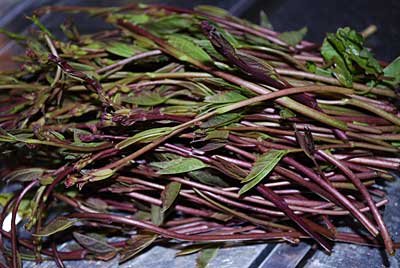 ちょっと赤紫っぽい色の木の芽ですが、茹でると緑色になります。