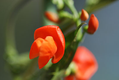 花豆の花