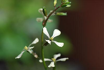 ルッコラの花