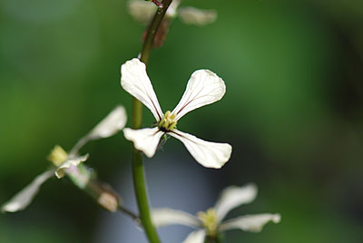 華やかではありませんが質素な花です。