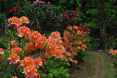 自宅の庭が百花爛漫状態です。