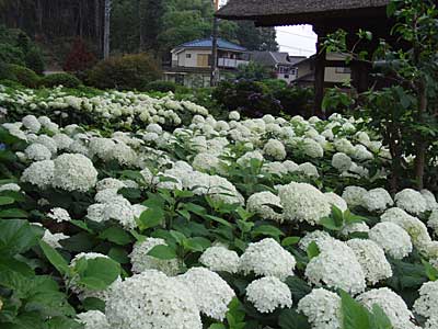 ツツジは、オフシーズンでしたが白い紫陽花が見事に開花していました。