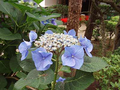 きれいな青い紫陽花。