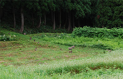 １０時頃猿がやって来ました。