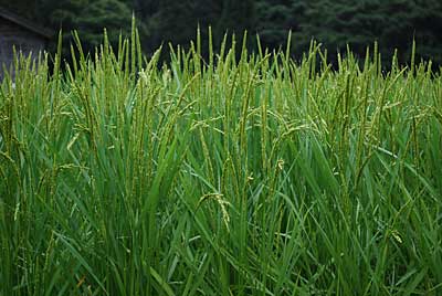 お隣の田んぼのコシヒカリの穂が頭を垂れはじめて来ました。