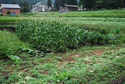 畑の点検に行くと近くの農家の方の畑のトウモロコシが全滅状態になっていました。