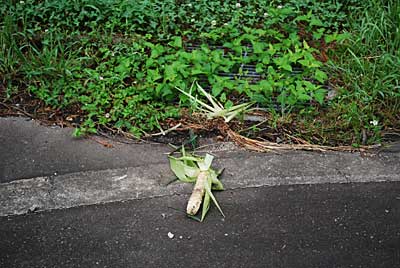 トウモロコシは、甘くて美味しいので、一粒残さず食べてカラを放り投げていってしまいます。