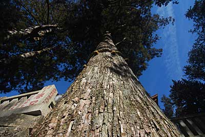 三峯神社のご神木です。