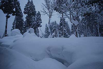 庭木の雪囲い、頑張ってくれています！