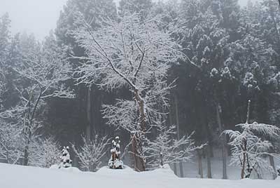 庭木の桜に雪の花が咲きました。