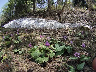 カタクリの花が咲き始めました。