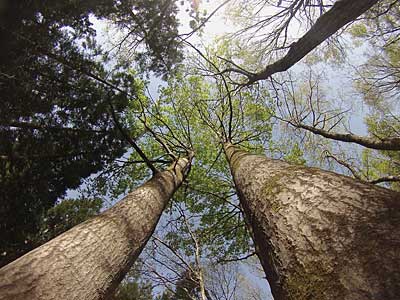 ようやく大源太の木々が色づいて来ました。