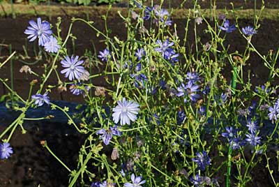 朝、チコリの花が満開でした。