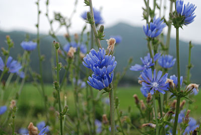 今朝もチコリの花が満開です。