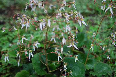 ユキノシタの花も満開です。