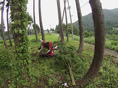 午前中、先日の台風で折れた杉を片付けました。