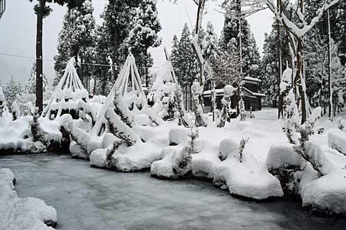 庭木は雪囲いの成果で、ぜんぜん大丈夫です。