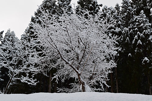 今朝は、桜の木に雪の花が咲きました！