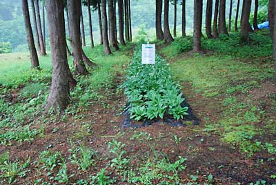 草刈り前です。