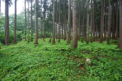 コシアブラ畑も草だらけになってしまいました。